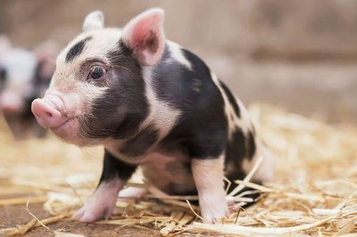 生肖豬11月避坑指南 切忌這4件傻事，以免斷送財路