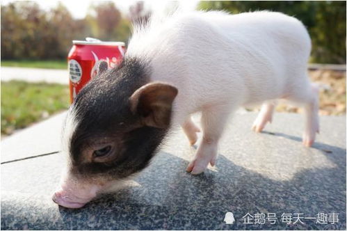 老人的話真不假——71年豬豬豬的后半生，知命還是認命
