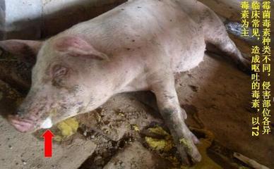 豬嘔吐是怎么回事兒？這5種原因，其中有一個是大麻煩！