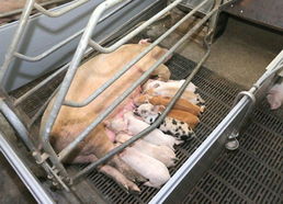 金正恩視察朝鮮人民軍549部隊養豬工廠，高度關注黃牛養殖